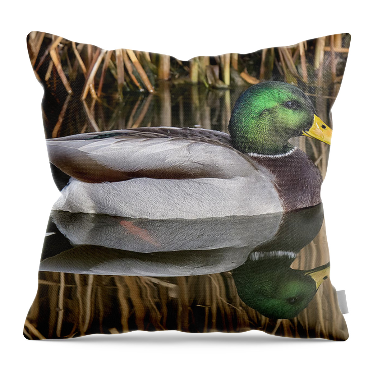Ducks Throw Pillow featuring the photograph Mallard Drake Reflections by Stephen Johnson