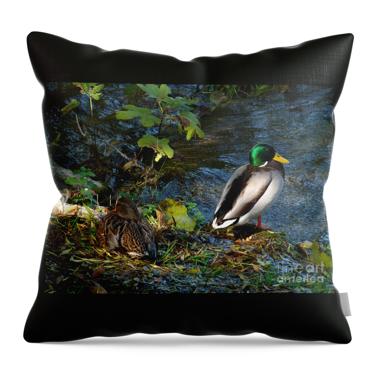 Duck Throw Pillow featuring the photograph Mallard Duck and Drake by Phil Banks