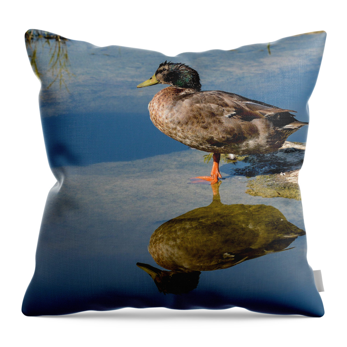 Duck Throw Pillow featuring the photograph Mallard reflection by John Johnson