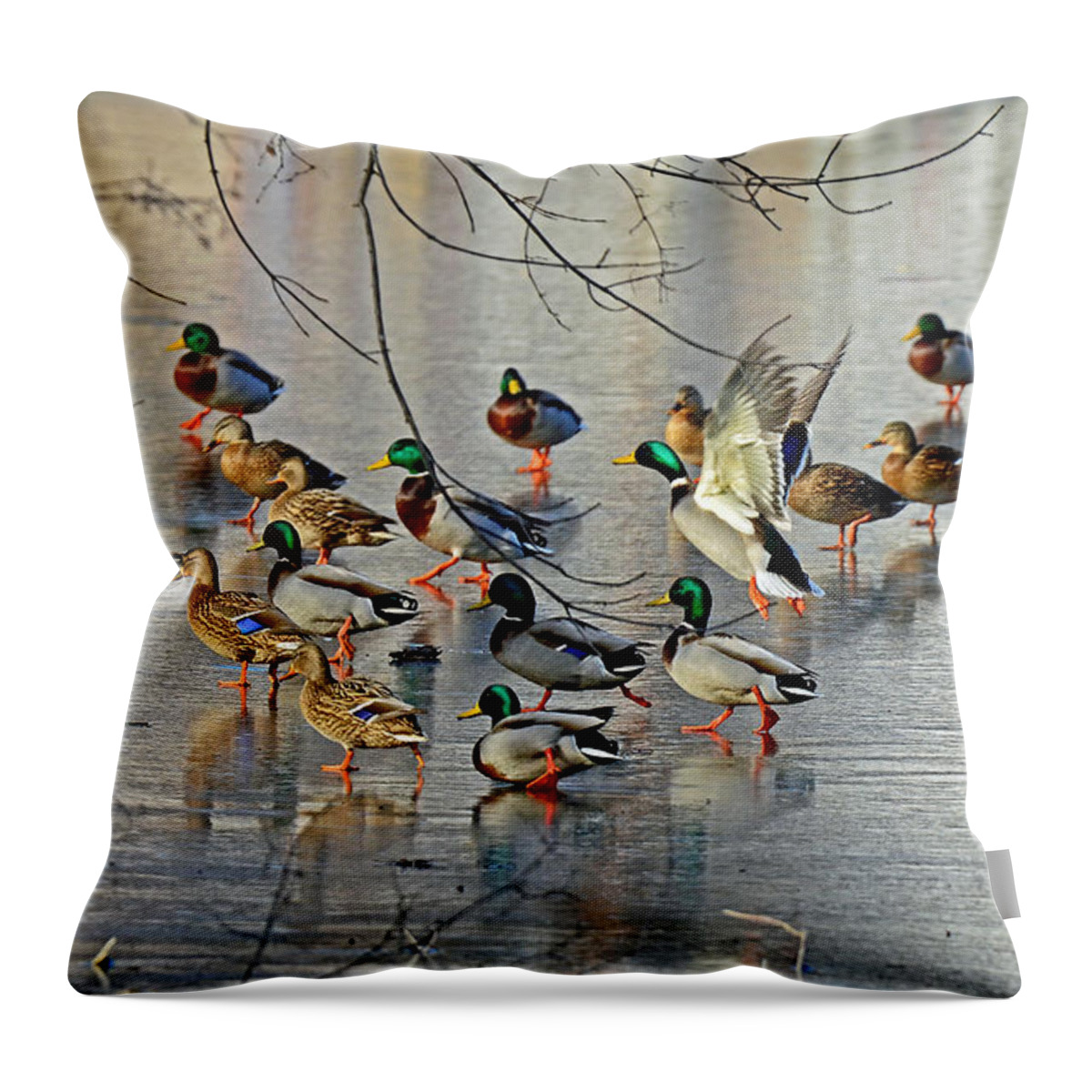 Mallard. Mallards Throw Pillow featuring the photograph Mallards on a Frozen River by Rodney Campbell