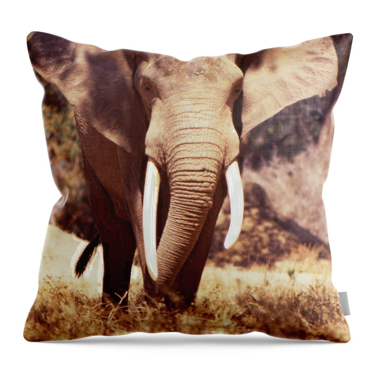 Mana Pools Throw Pillow featuring the photograph Mana Pools Elephant by Jeremy Hayden