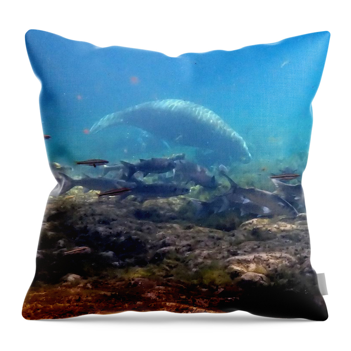 Manatee Throw Pillow featuring the photograph Manatee with Fish 1 by Sheri McLeroy