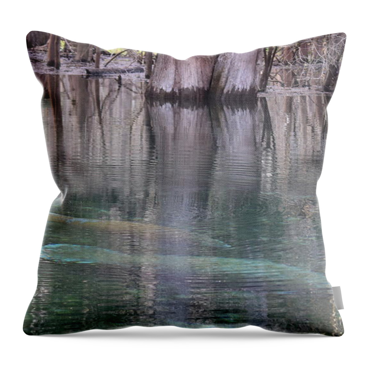 Manatee Throw Pillow featuring the photograph Manatees Entering Spring by Sheri McLeroy