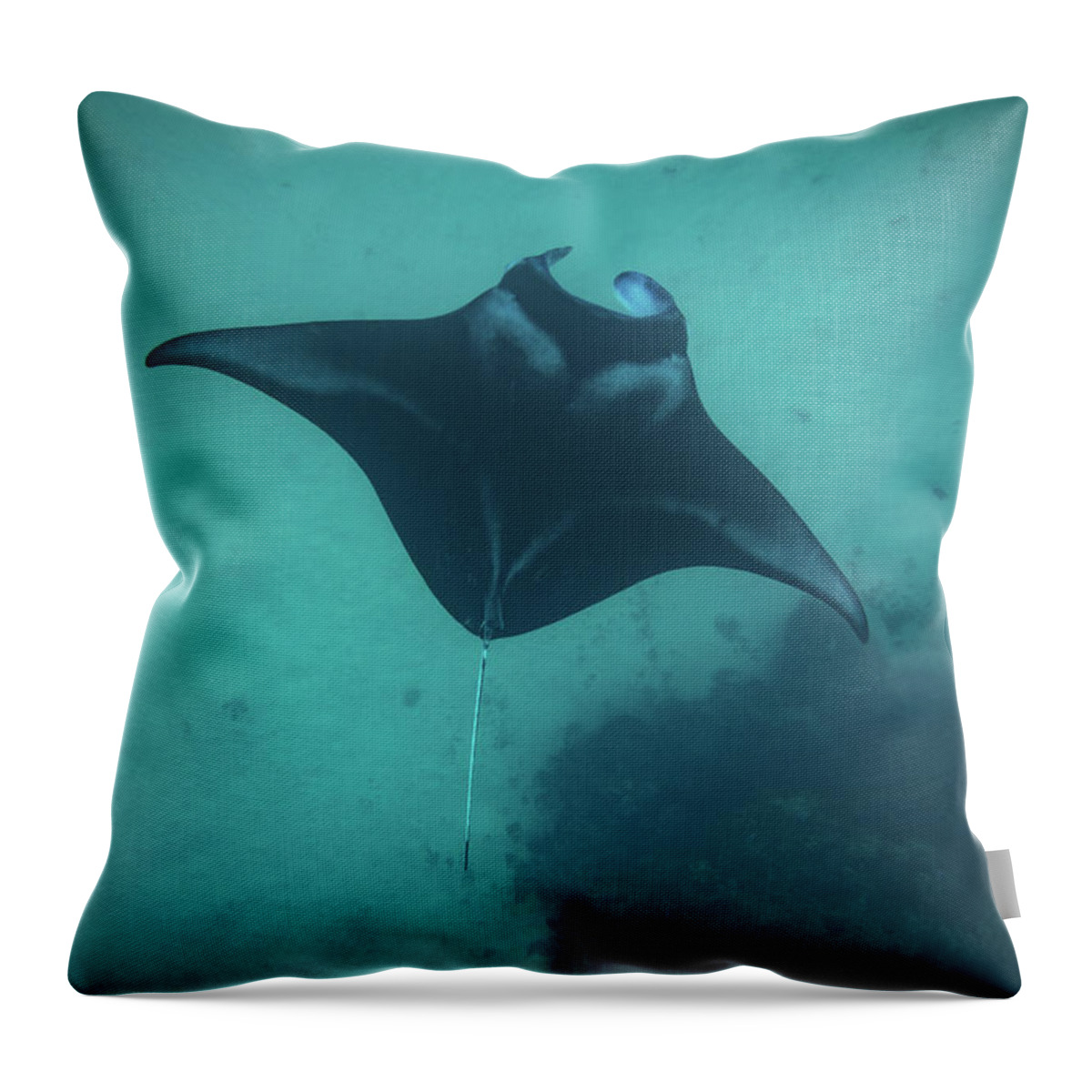 Photography Throw Pillow featuring the photograph Manta Ray Swimming In The Pacific by Panoramic Images