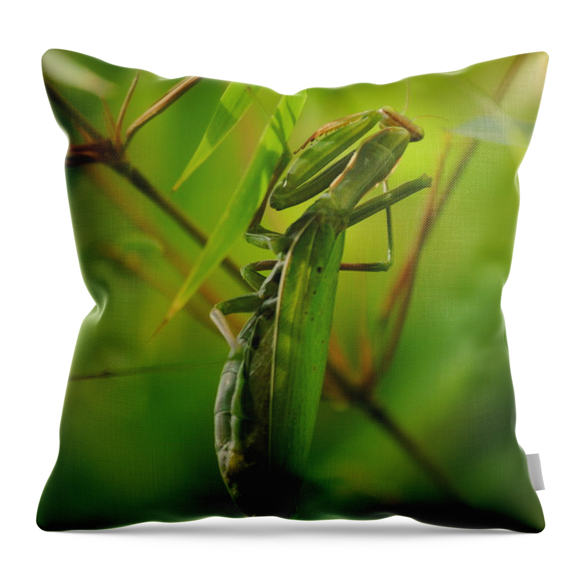 Mantis Throw Pillow featuring the photograph Mantis In Bamboo by Nathan Abbott