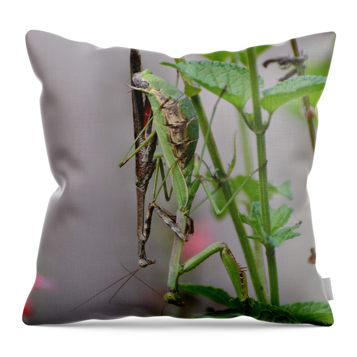 Carolina Mantids Throw Pillow featuring the photograph Mantis Love by Kathy Baccari