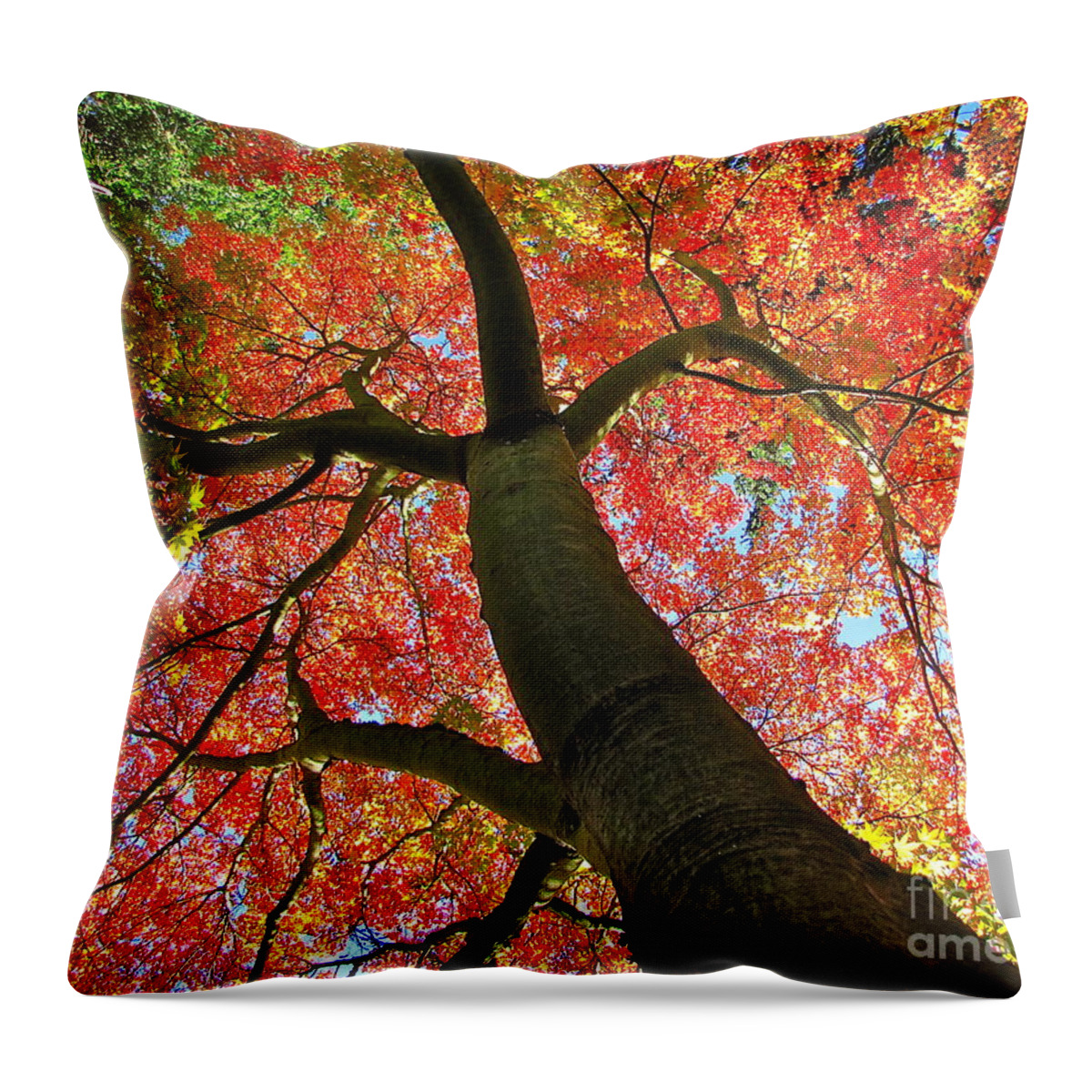 Photography Throw Pillow featuring the photograph Maple in Autumn Glory by Sean Griffin