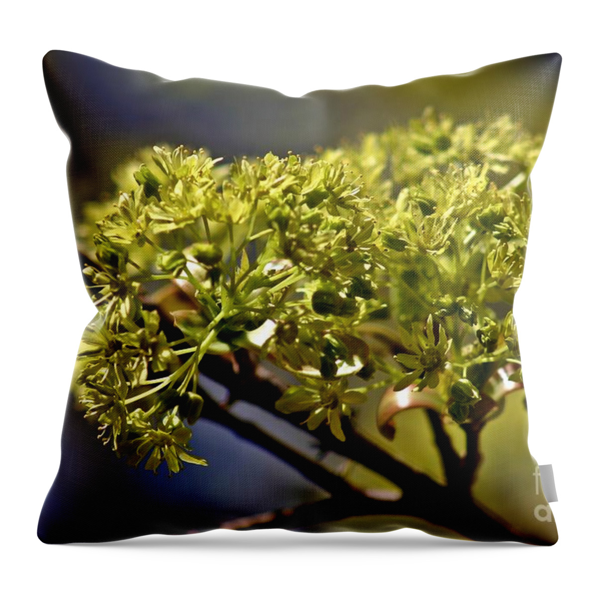 Yellow Throw Pillow featuring the photograph Maple Leaf in Spring by Henry Kowalski