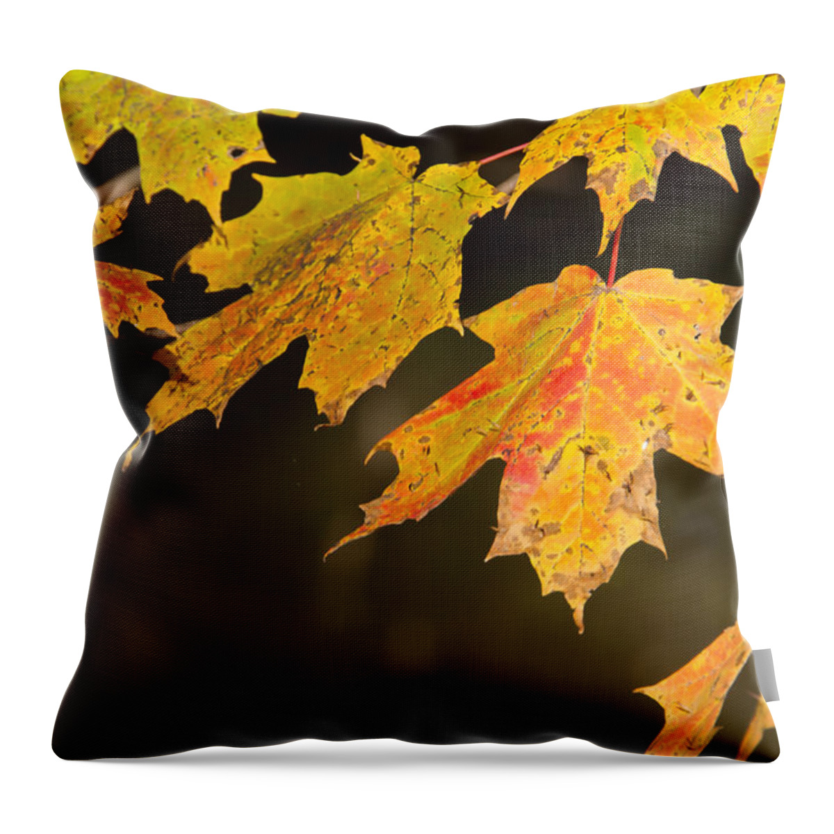 Maple Leaves Throw Pillow featuring the photograph Maple Leaves in Autumn by Larry Bohlin