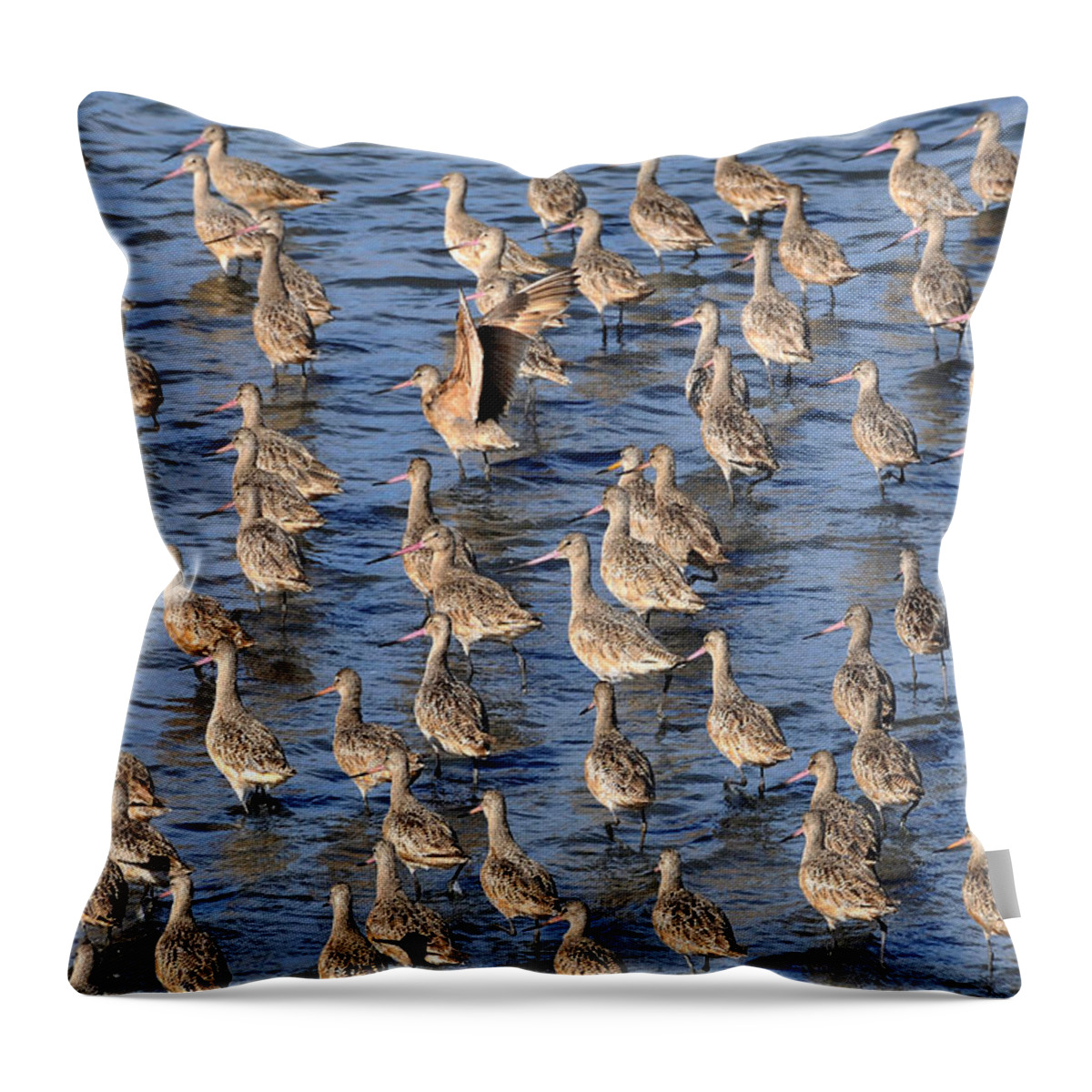 Beach Throw Pillow featuring the photograph Marbled Godwit Flock by Theodore Clutter