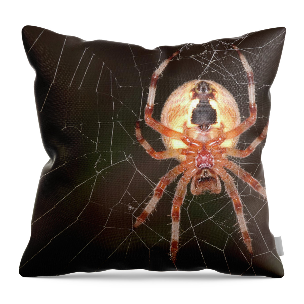 Animalia Throw Pillow featuring the photograph Marbled Orb Weaver Spider by Paul Whitten