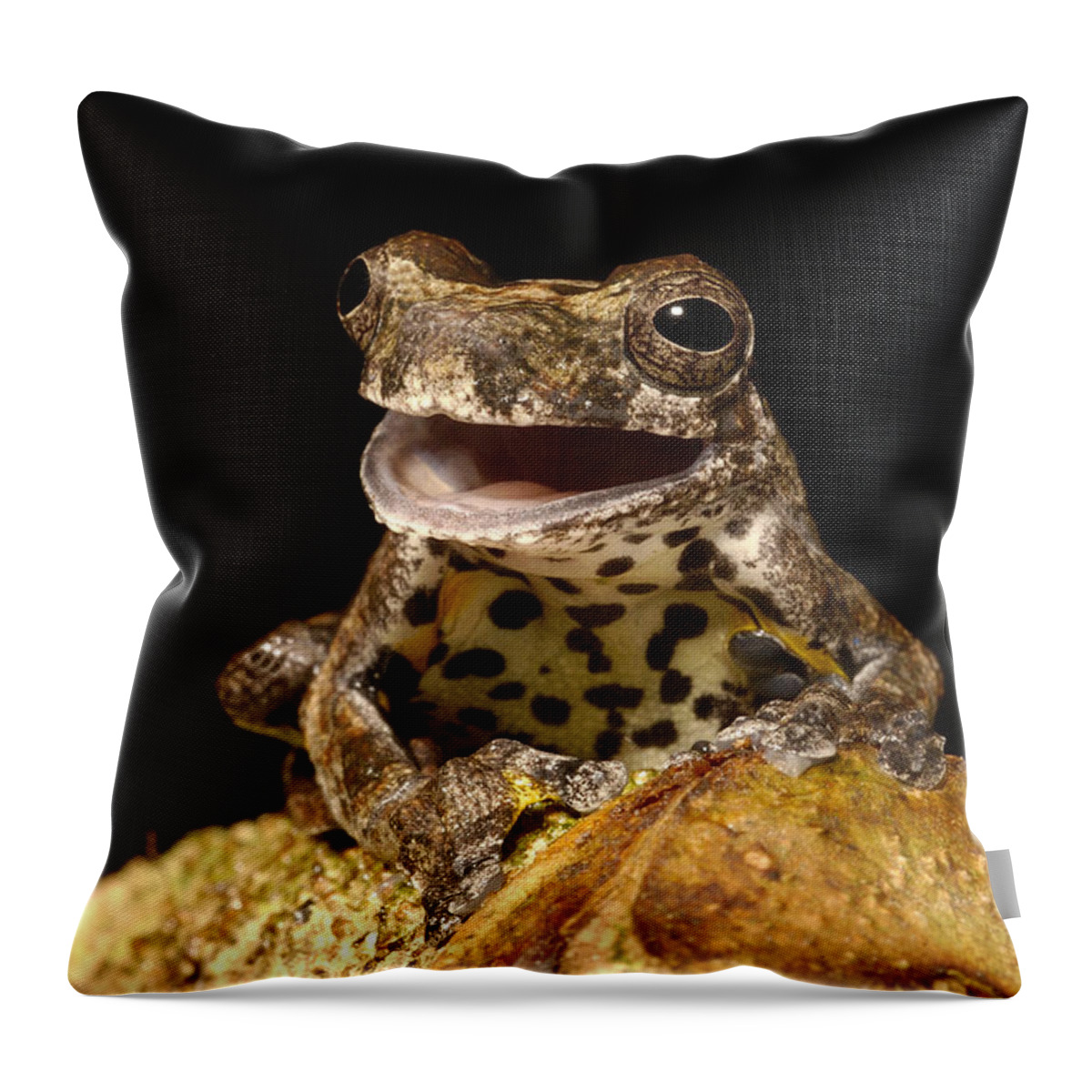 Feb0514 Throw Pillow featuring the photograph Marbled Tree Frog Amazonia Ecuador by Pete Oxford