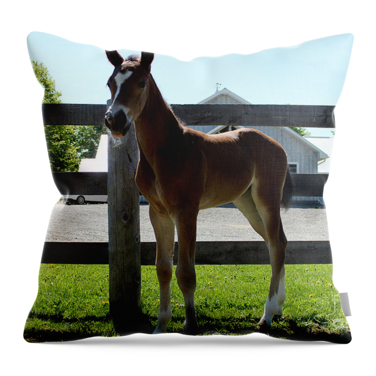 Foal Throw Pillow featuring the photograph Mare Foal91 by Janice Byer