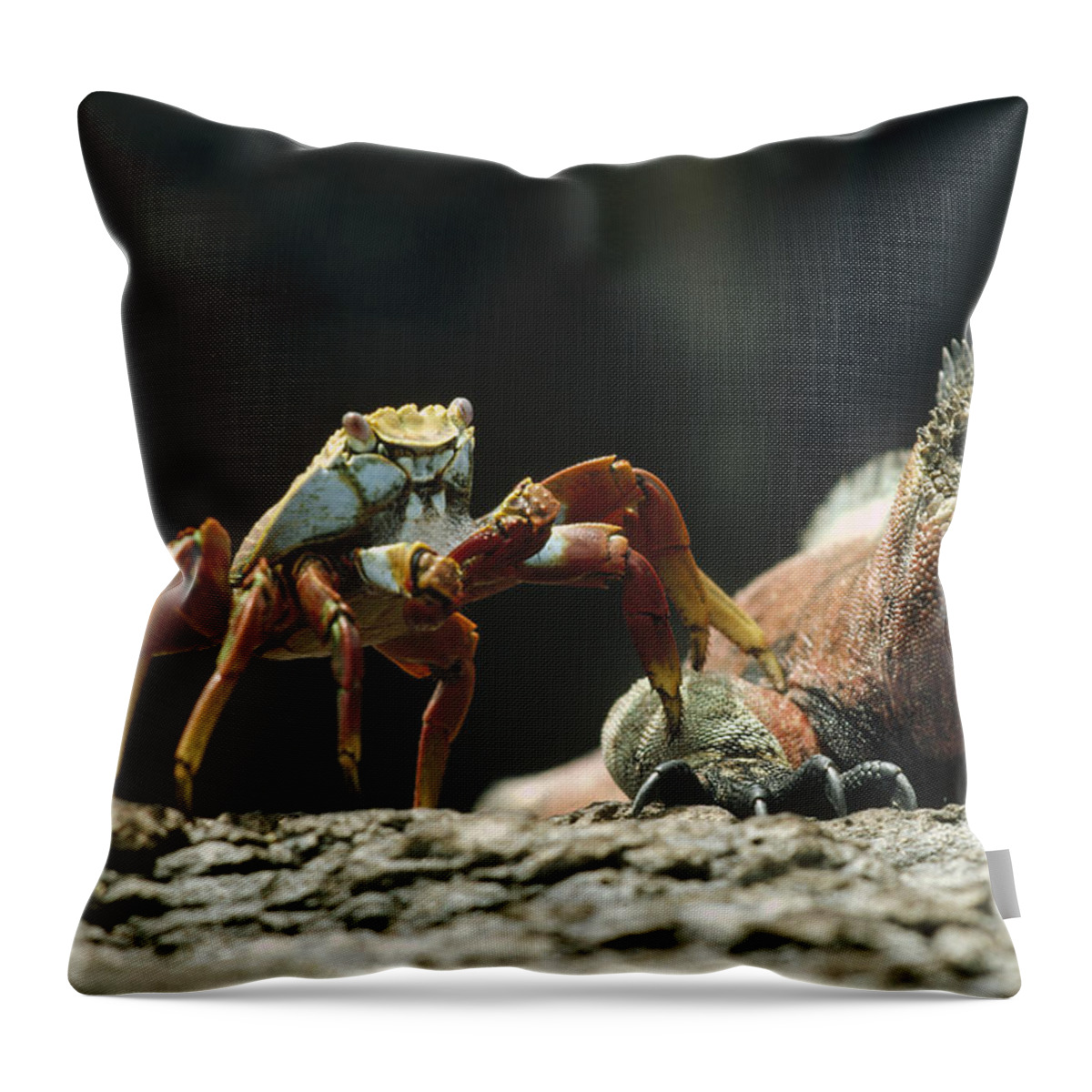 Feb0514 Throw Pillow featuring the photograph Marine Iguana And Sally Lightfoot Crab by Tui De Roy