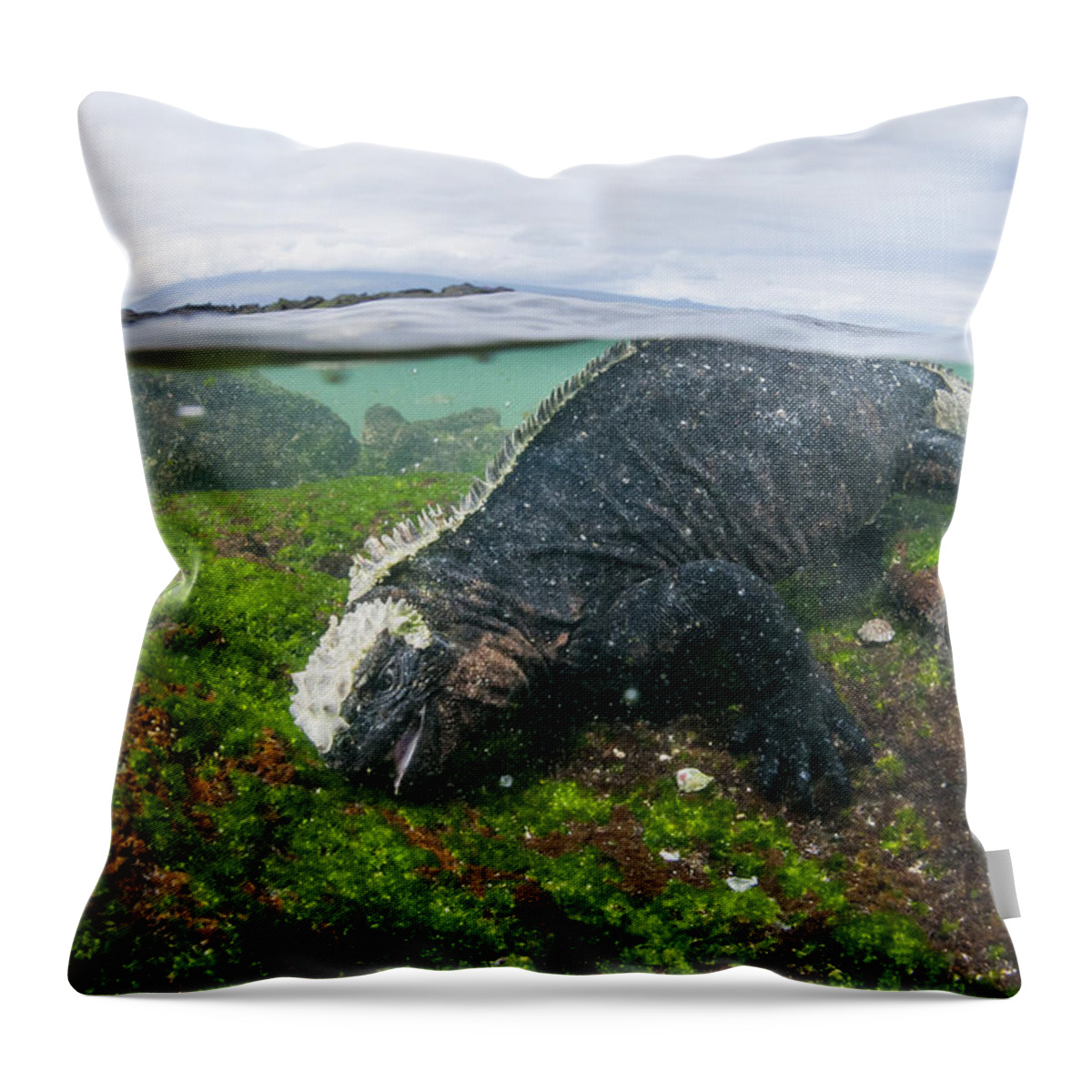 536806 Throw Pillow featuring the photograph Marine Iguana Eating Algae Galapagos by Tui De Roy