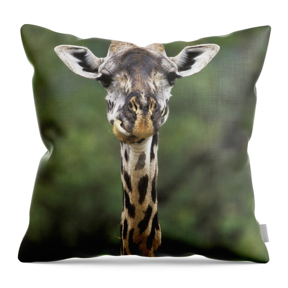 00198689 Throw Pillow featuring the photograph Masai Giraffe Serengeti by Konrad Wothe