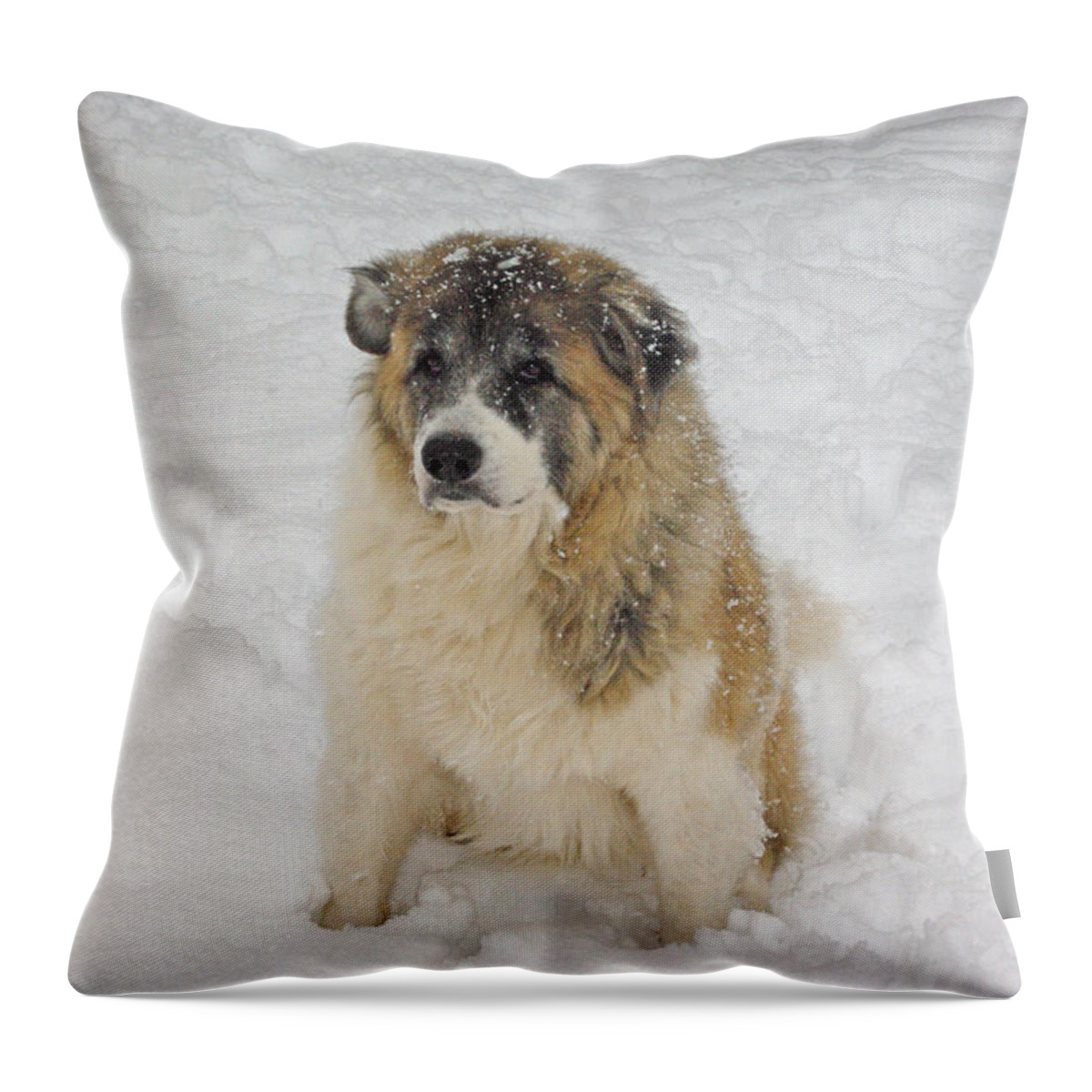 Dog Throw Pillow featuring the photograph Maverick - Snow Dog by Robyn Stacey