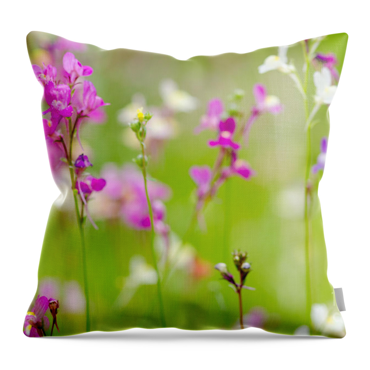 Meadow Throw Pillow featuring the photograph Meadow of Pink by Tamara Becker