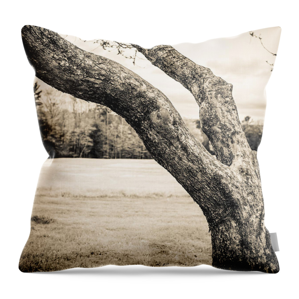Cornish Throw Pillow featuring the photograph Meet me under the old apple tree by Edward Fielding