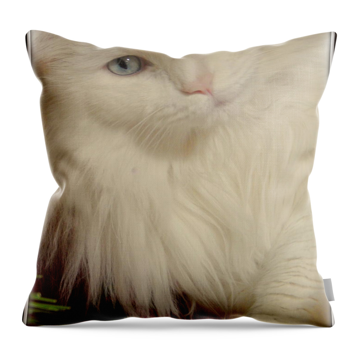 Christmas Card Throw Pillow featuring the photograph Meowy Christmas by Kimberly Woyak