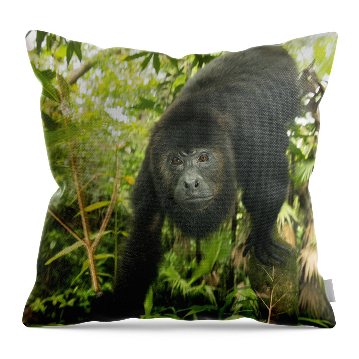 Kevin Schafer Throw Pillow featuring the photograph Mexican Black Howler Monkey Belize by Kevin Schafer
