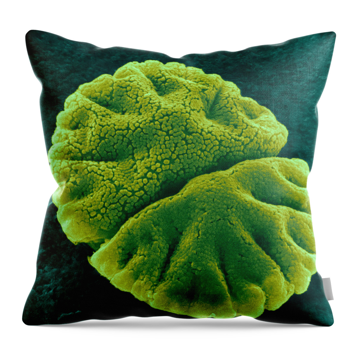 Science Throw Pillow featuring the photograph Micrasterias Angulosa, Algae, Sem #2 by Jerome Pickett-Heaps