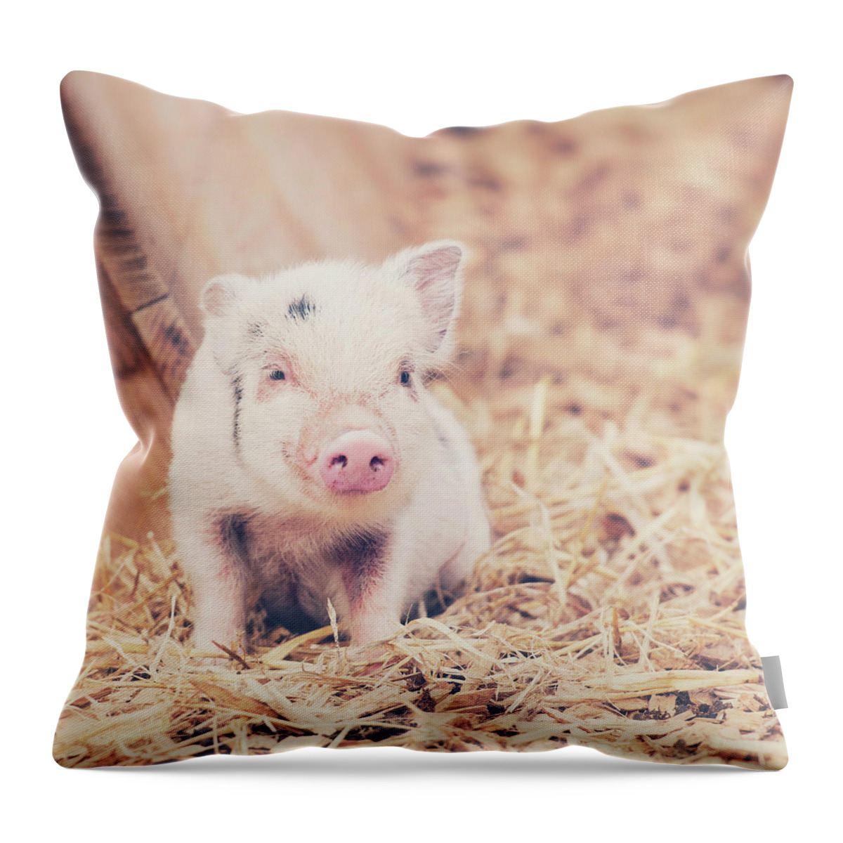 Pig Throw Pillow featuring the photograph Micro Pig by Samantha Nicol Art Photography