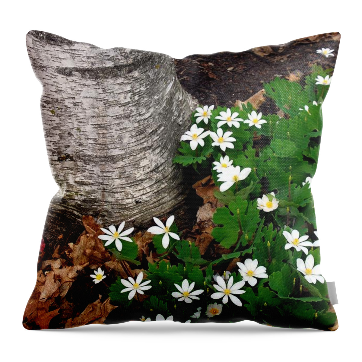 Bloodroot Throw Pillow featuring the photograph Minnesota Birch and Bloodroot Wildflowers by Cascade Colors