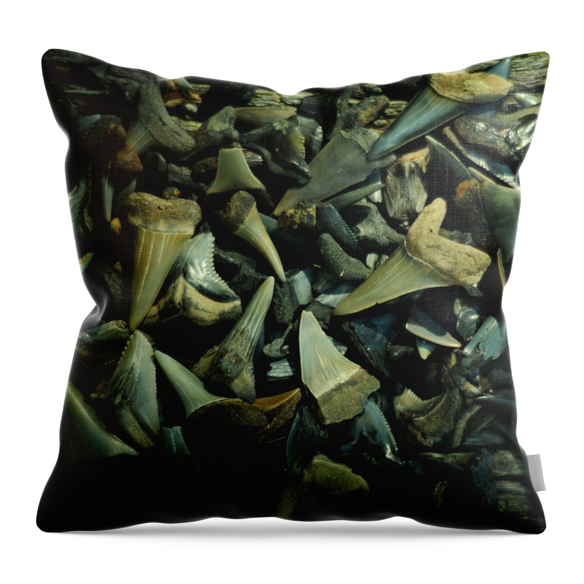 Shark Teeth Throw Pillow featuring the photograph Miocene Fossil Shark Tooth Assortment by Rebecca Sherman