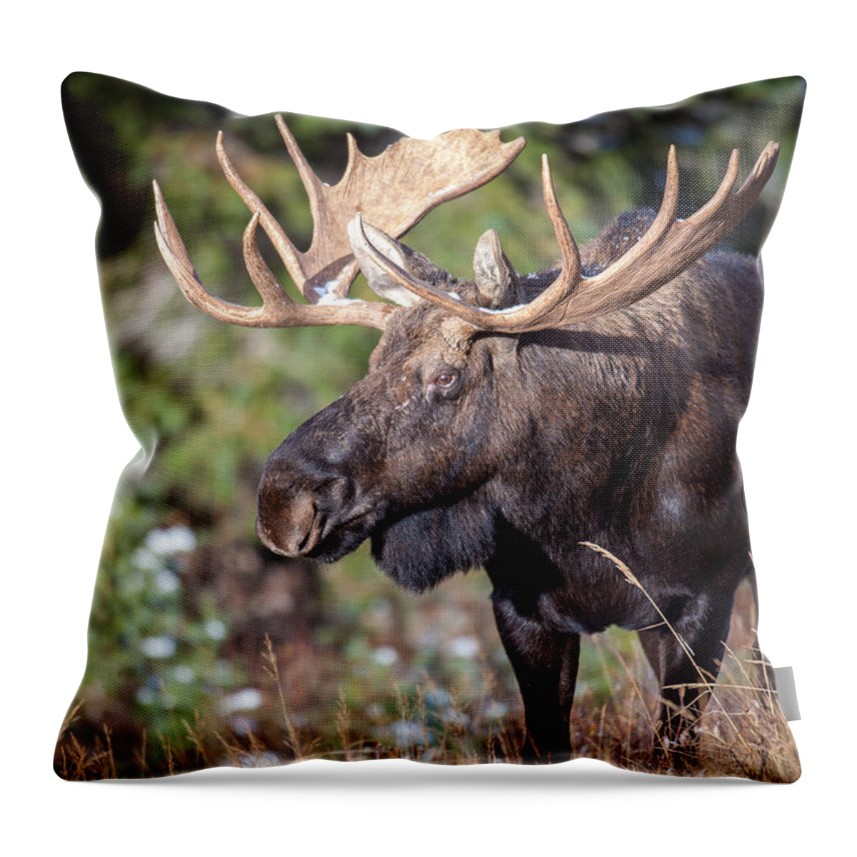 Wildlife Throw Pillow featuring the photograph Mission by Kevin Dietrich