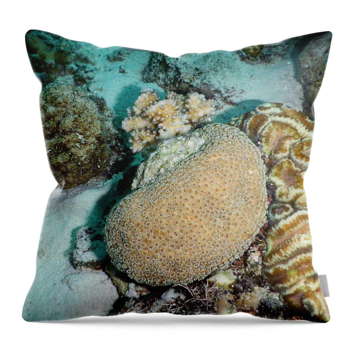 Biodiversity Throw Pillow featuring the photograph Mixed Corals by Carleton Ray