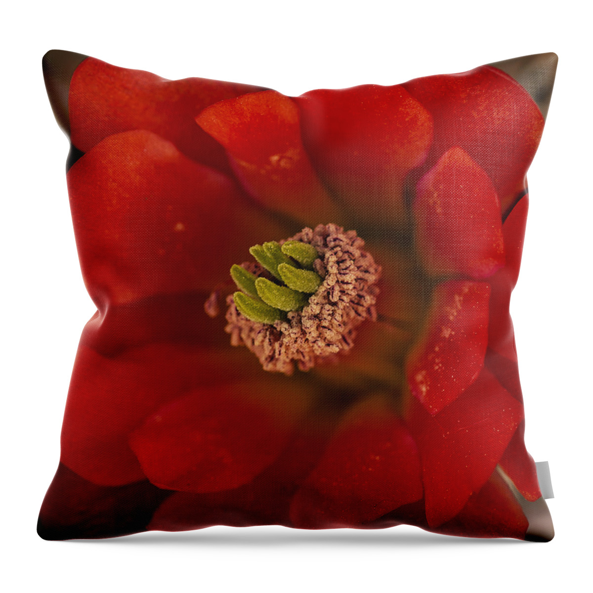 Photography Throw Pillow featuring the photograph Mojave Mound Cactus Closeup by Lee Kirchhevel