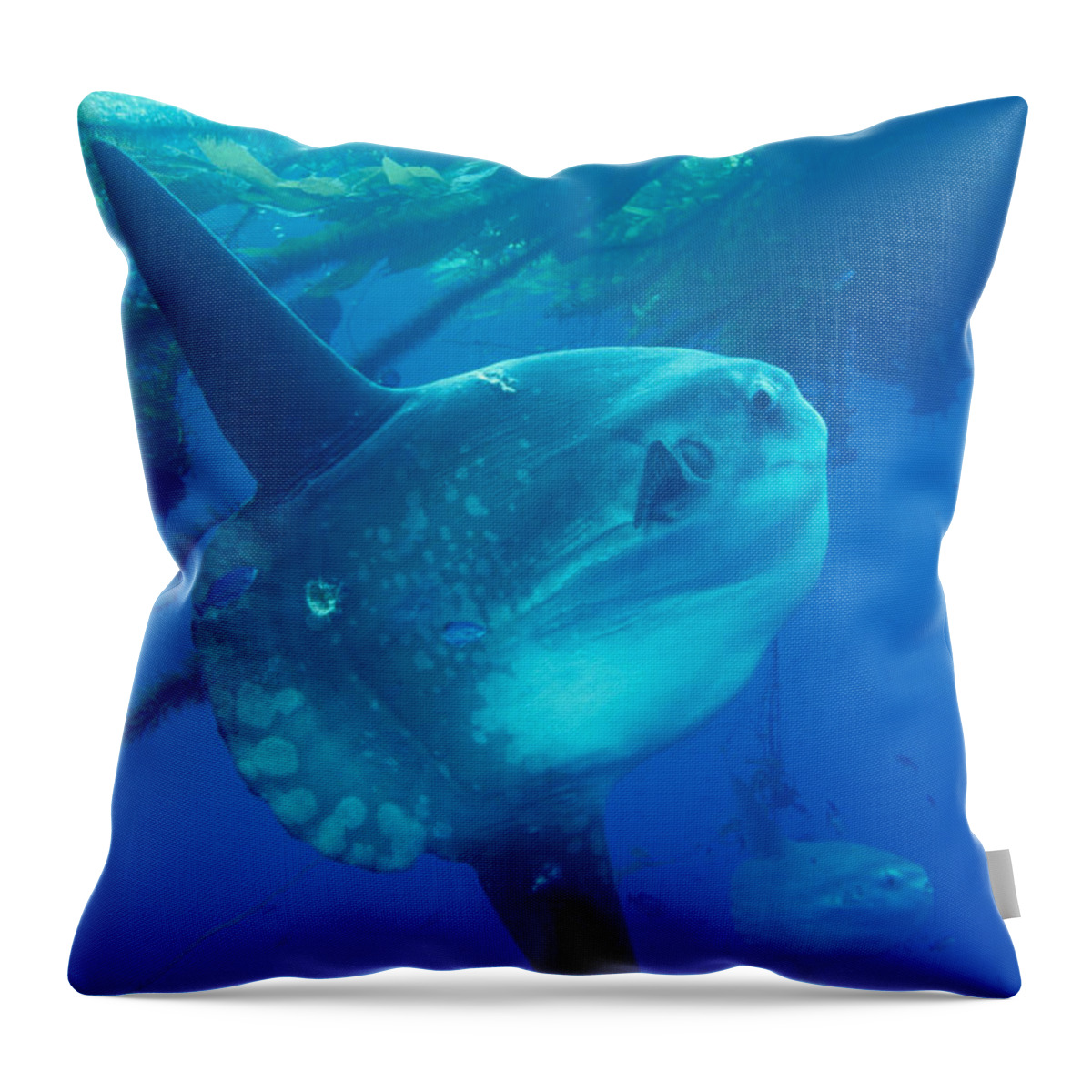 Animal Throw Pillow featuring the photograph Mola Mola Ocean Sunfish by Greg Ochocki
