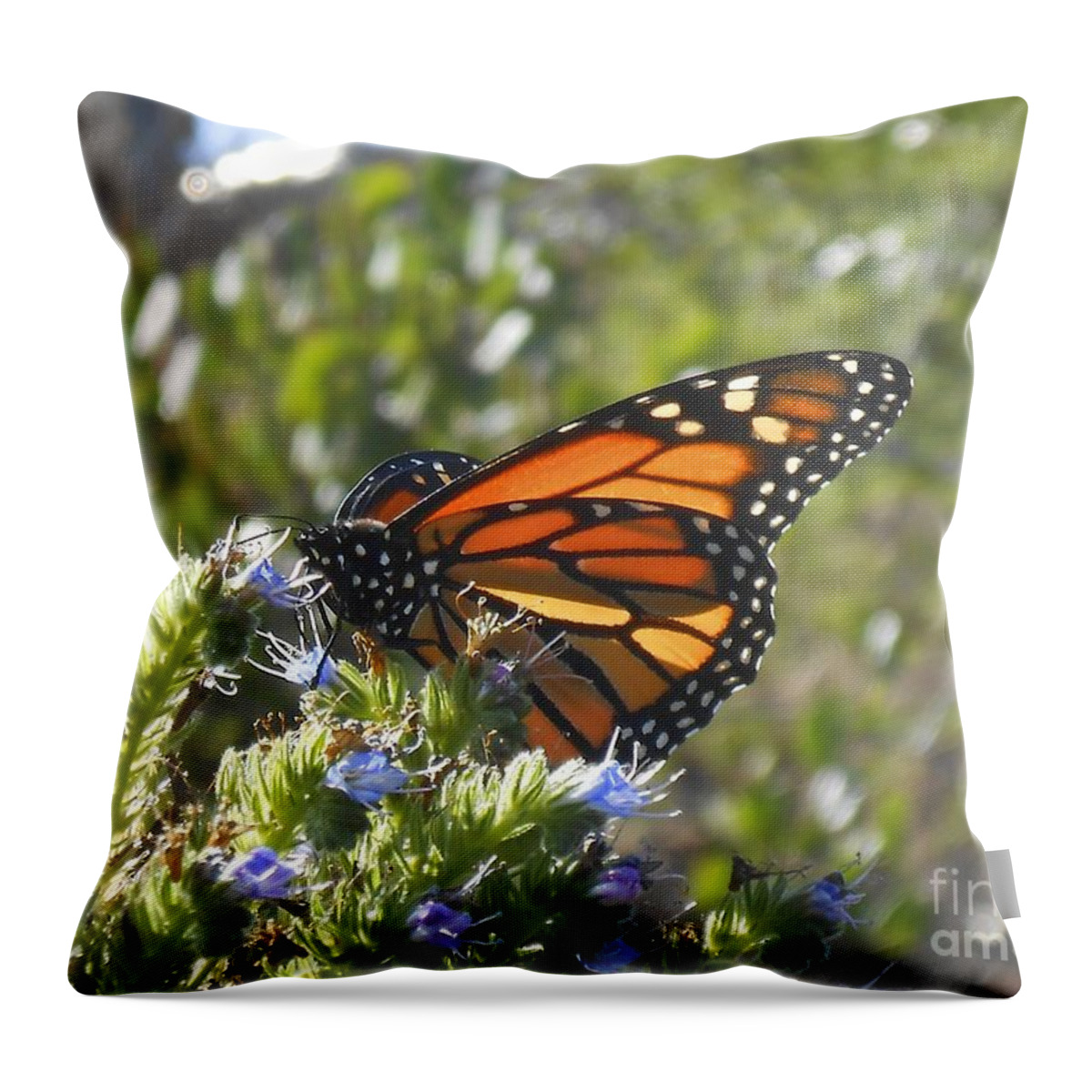 Monarch Throw Pillow featuring the photograph Monarch by Bridgette Gomes