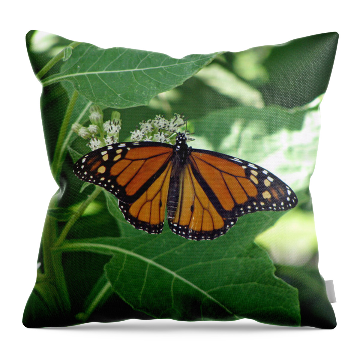 Butterfly Throw Pillow featuring the photograph Monarch Butterfly 36 by Pamela Critchlow