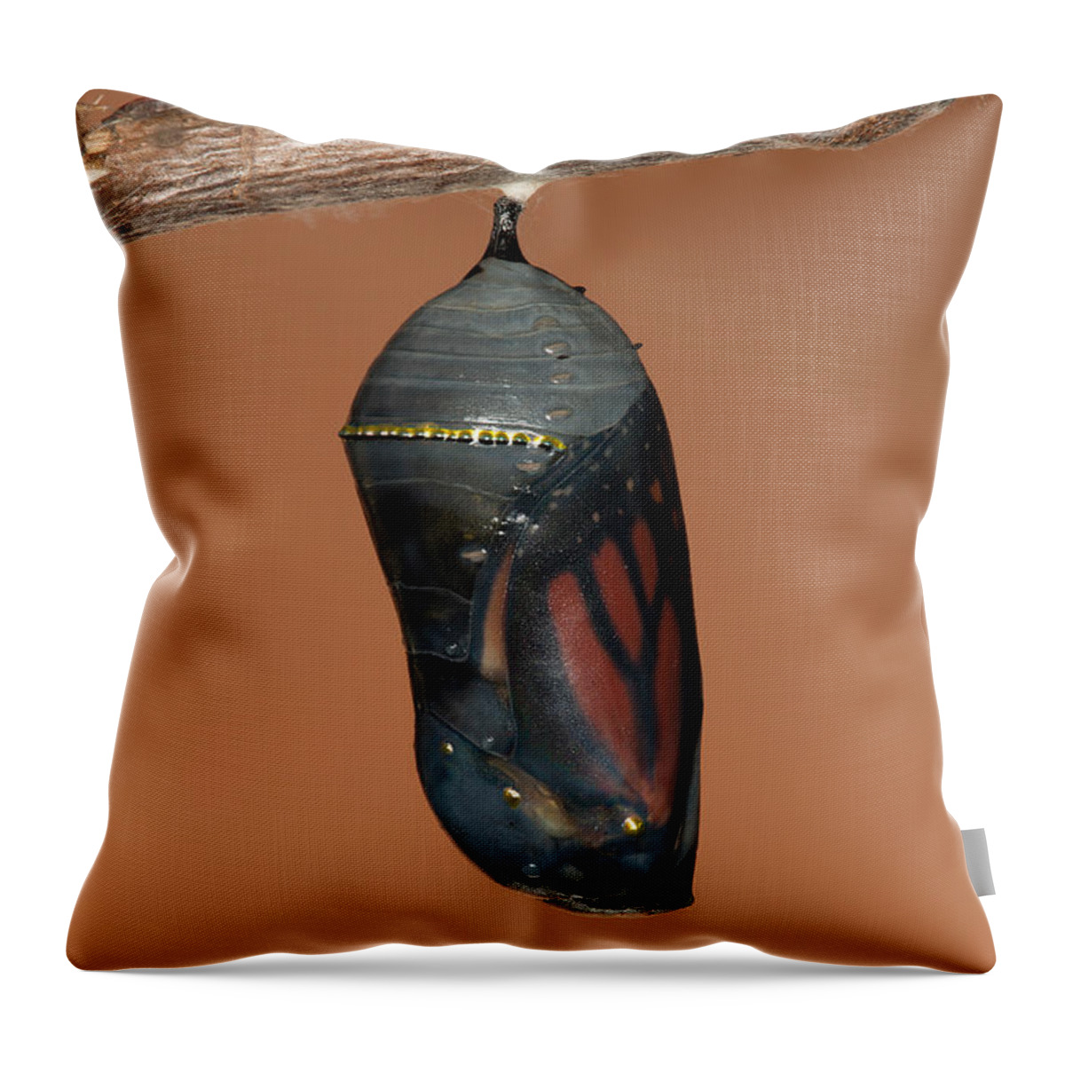 Clarence Holmes Throw Pillow featuring the photograph Monarch Butterfly Chrysalis II by Clarence Holmes