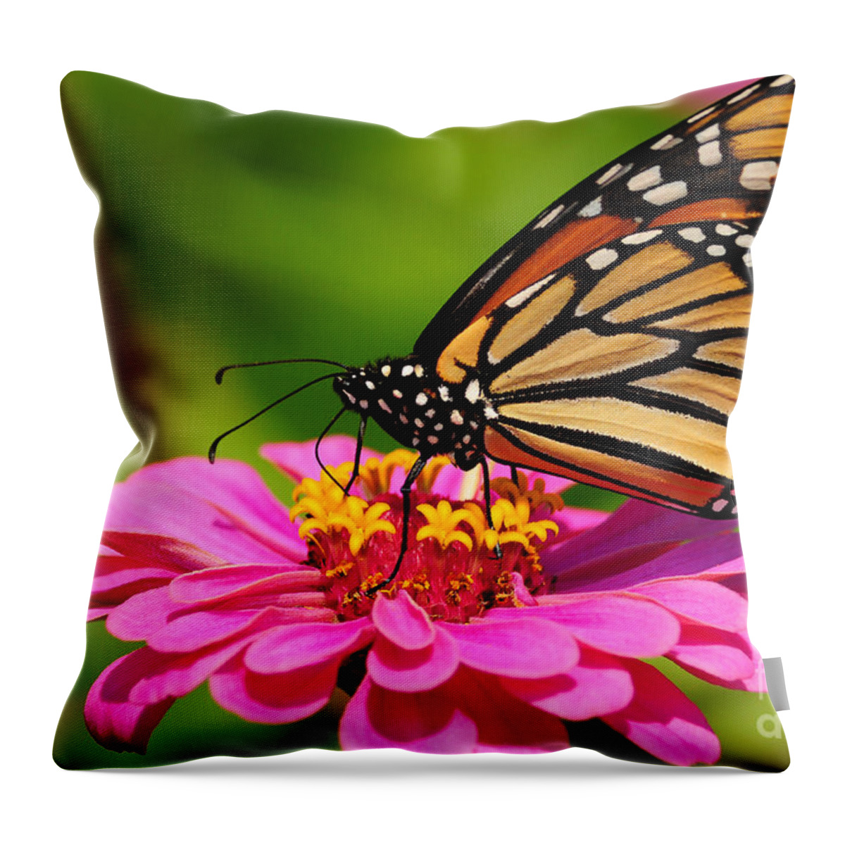 Nature Throw Pillow featuring the photograph Monarch Butterfly on Zinnia by Olivia Hardwicke