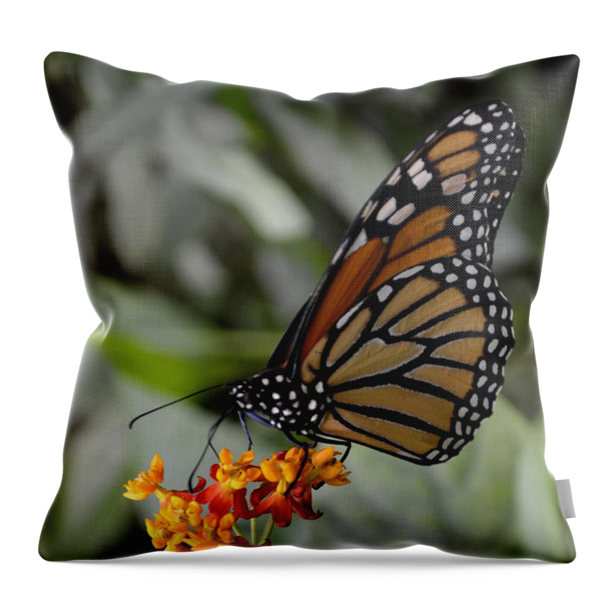 Monarch Throw Pillow featuring the photograph Monarch by Spikey Mouse Photography