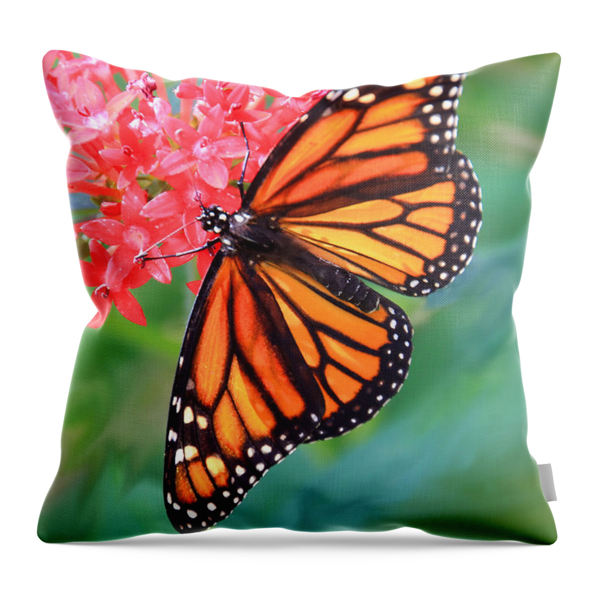 Butterfly Throw Pillow featuring the photograph Monarch Macro by Rosalie Scanlon