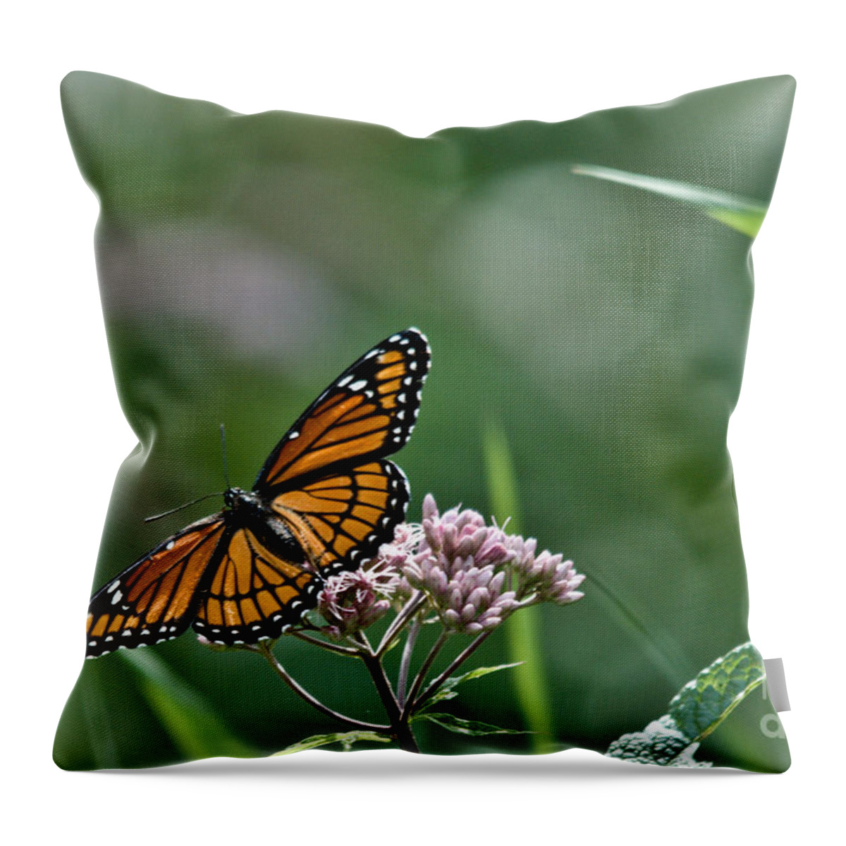 Monarch Throw Pillow featuring the photograph Monarch Perch by Cheryl Baxter