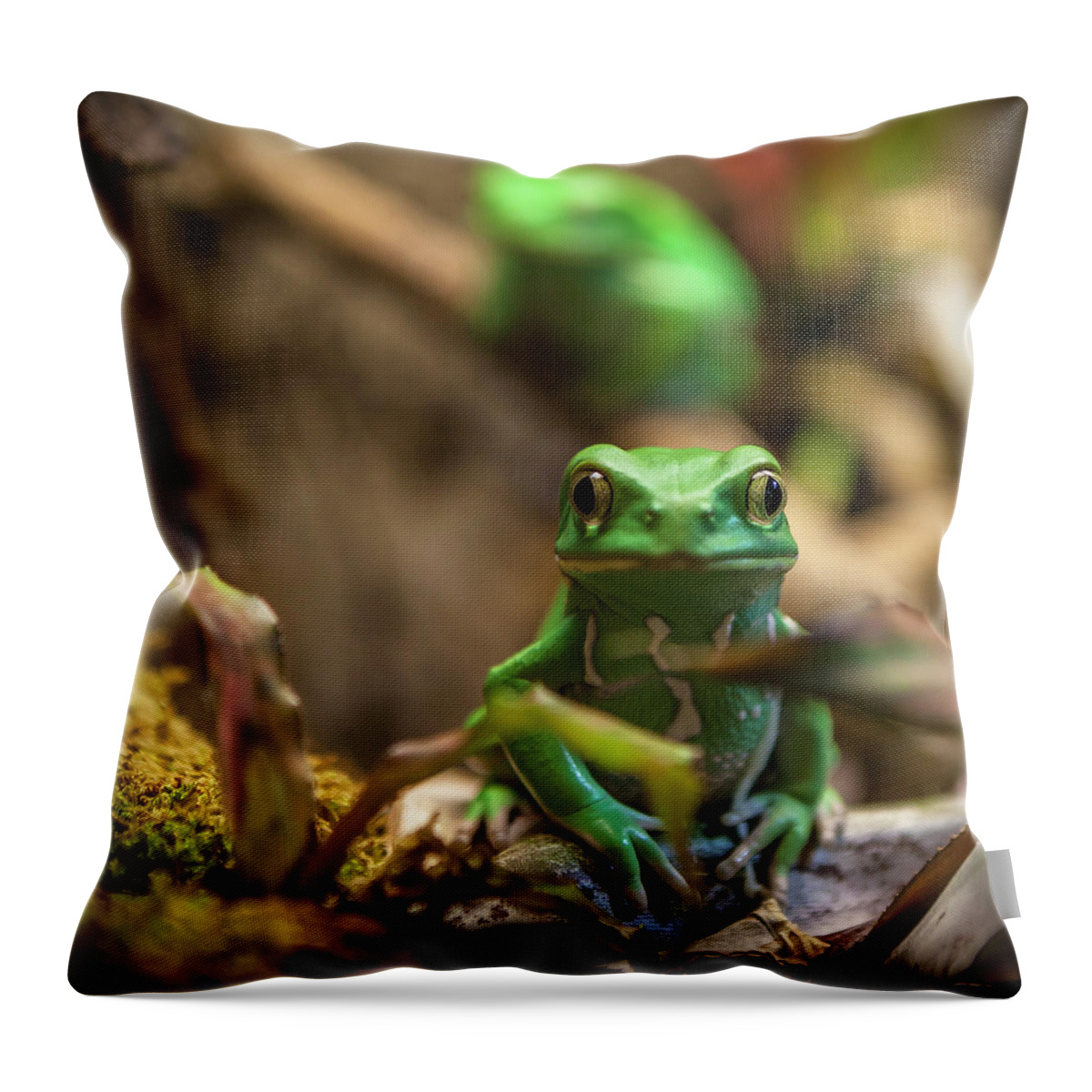 Atlanta Throw Pillow featuring the photograph Monkey Frog by C. Fredrickson Photography