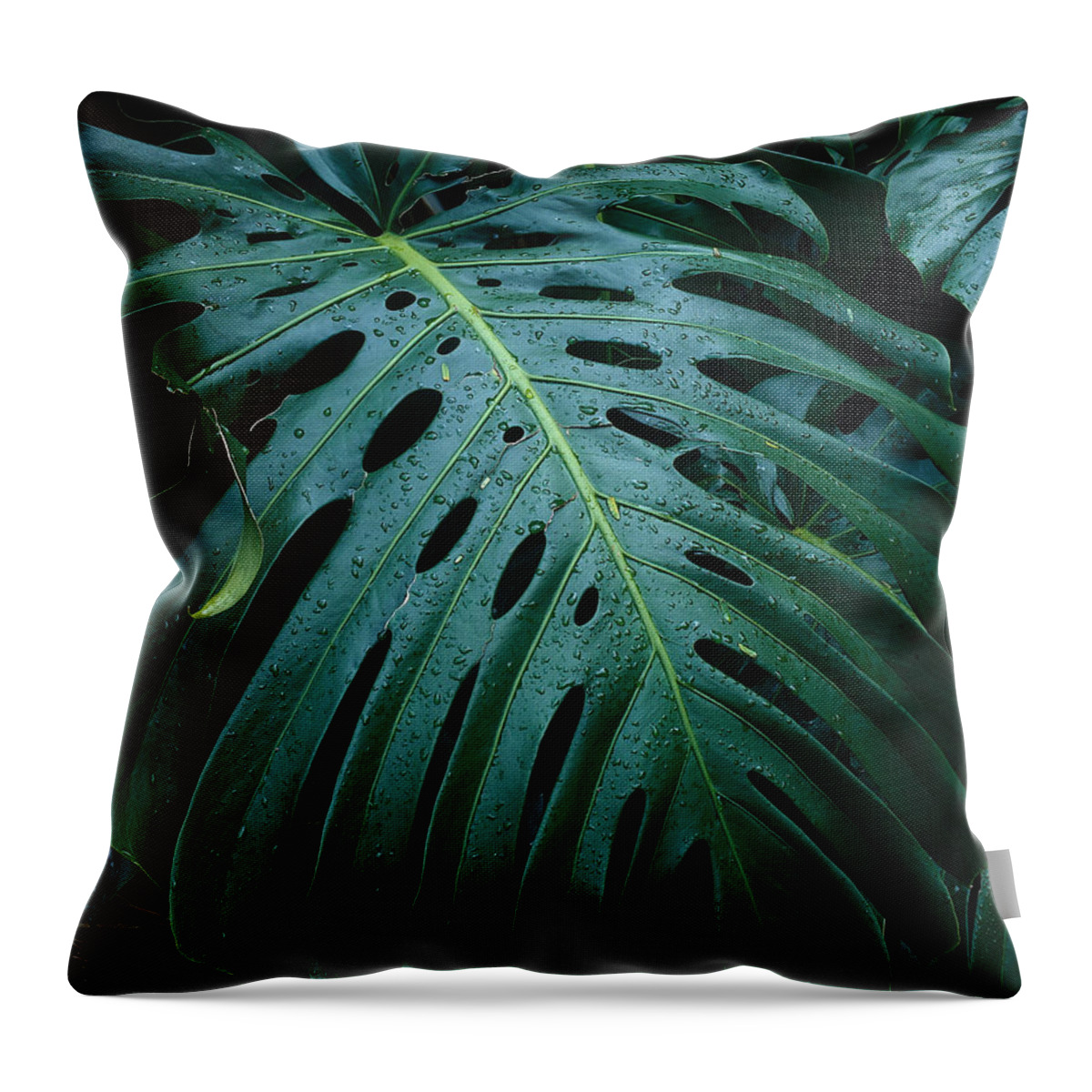 Monstera Plant Throw Pillow featuring the photograph Monstera Plant by Tracy Knauer