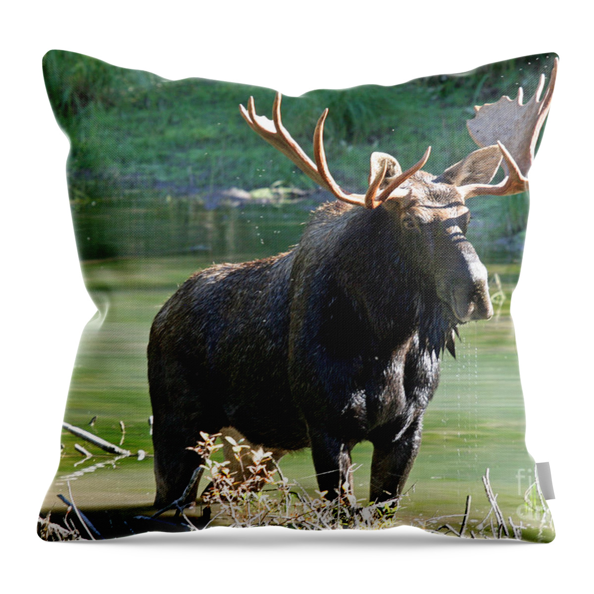 Montana Throw Pillow featuring the photograph Moose Country by Bob Hislop
