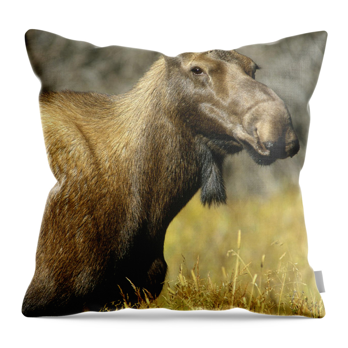 Feb0514 Throw Pillow featuring the photograph Moose Female North America by Tim Fitzharris