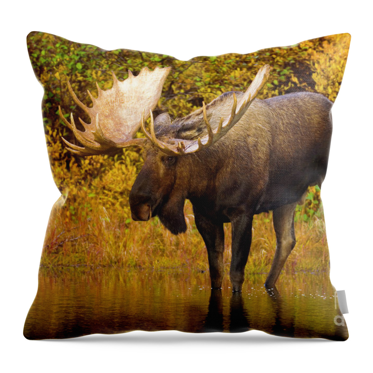00345399 Throw Pillow featuring the photograph Moose In Glacial Kettle Pond by Yva Momatiuk John Eastcott