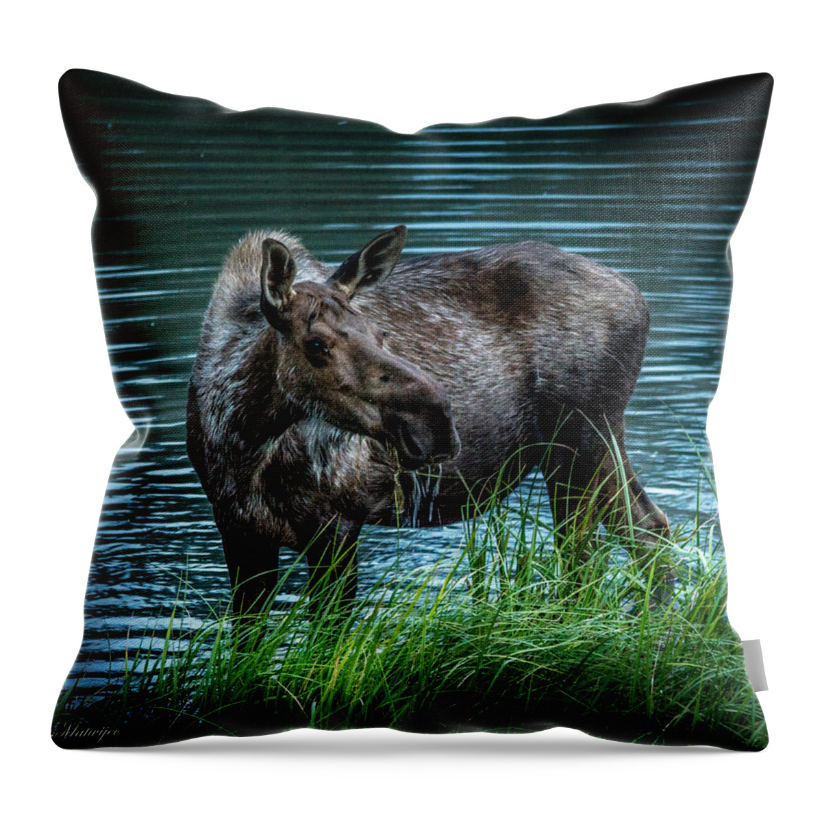 Moose Throw Pillow featuring the photograph Moose In the Water by Andrew Matwijec