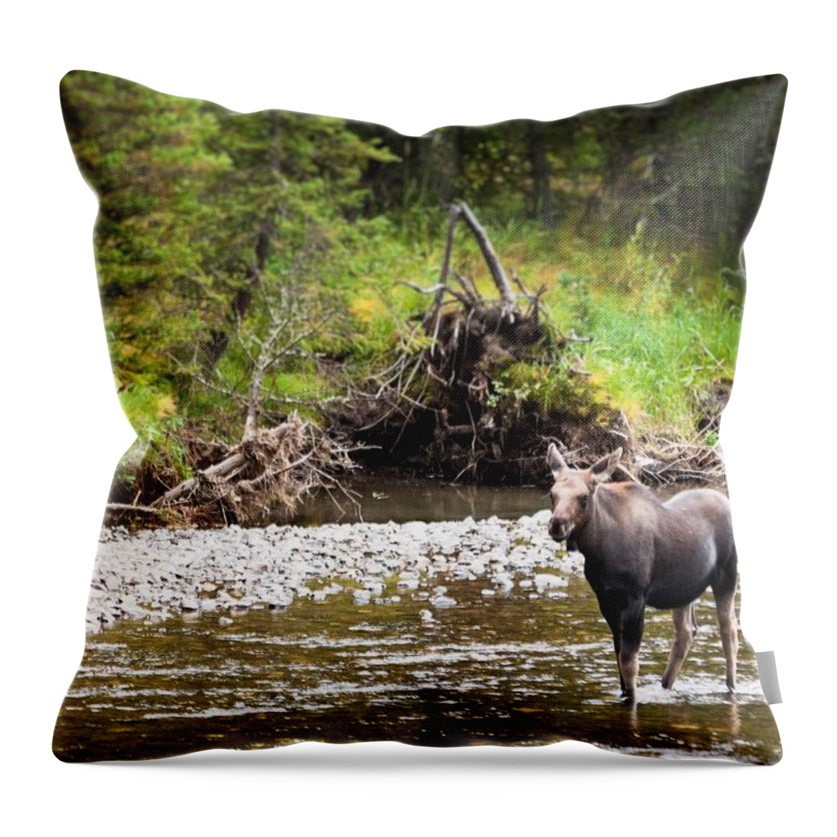 Wyoming Throw Pillow featuring the photograph Moose in Yellowstone National Park  by Lars Lentz