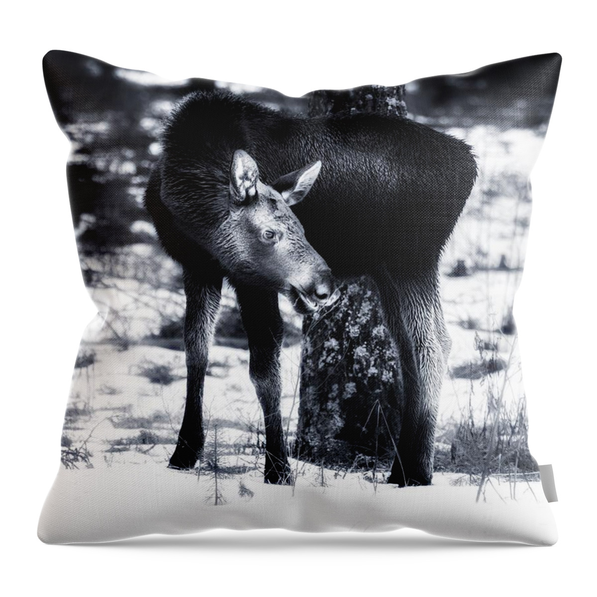 Nature Throw Pillow featuring the photograph Moose by Rose-Maries Pictures