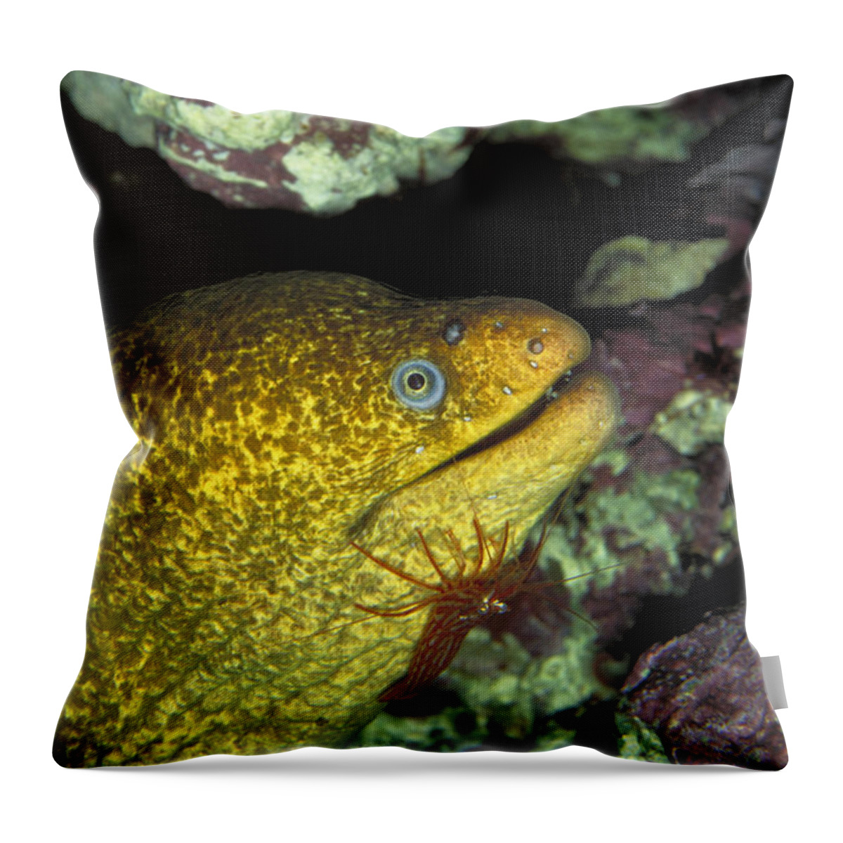 Animal Throw Pillow featuring the photograph Moray Eel And Shrimp by Greg Ochocki