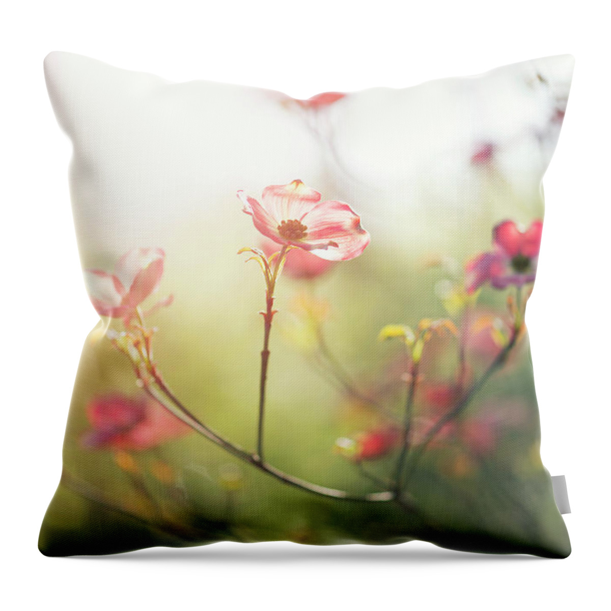 Dogwood Throw Pillow featuring the photograph Morning Light Backlighting A Pink by Nkbimages